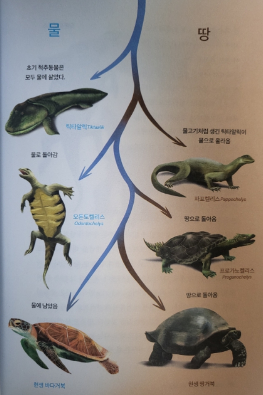 물에서육지로이동했다가 다시 육지로 이동한 거북