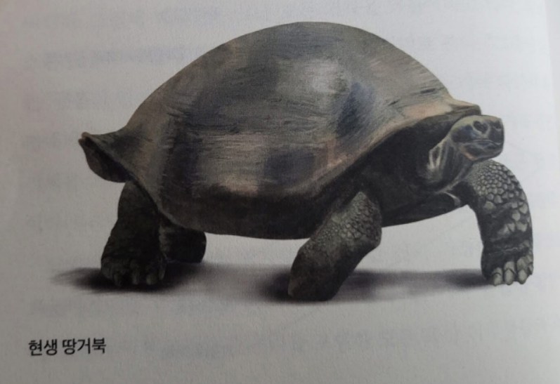 땅거북