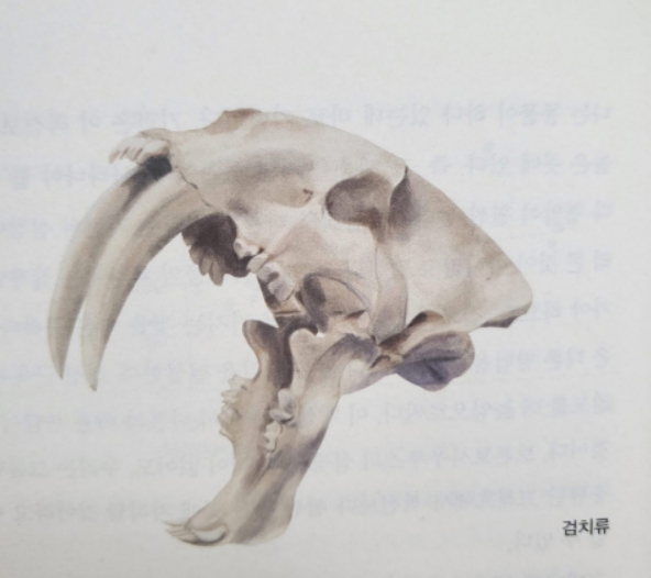육식동물임을 추론할 수 있는 검치류 이빨
