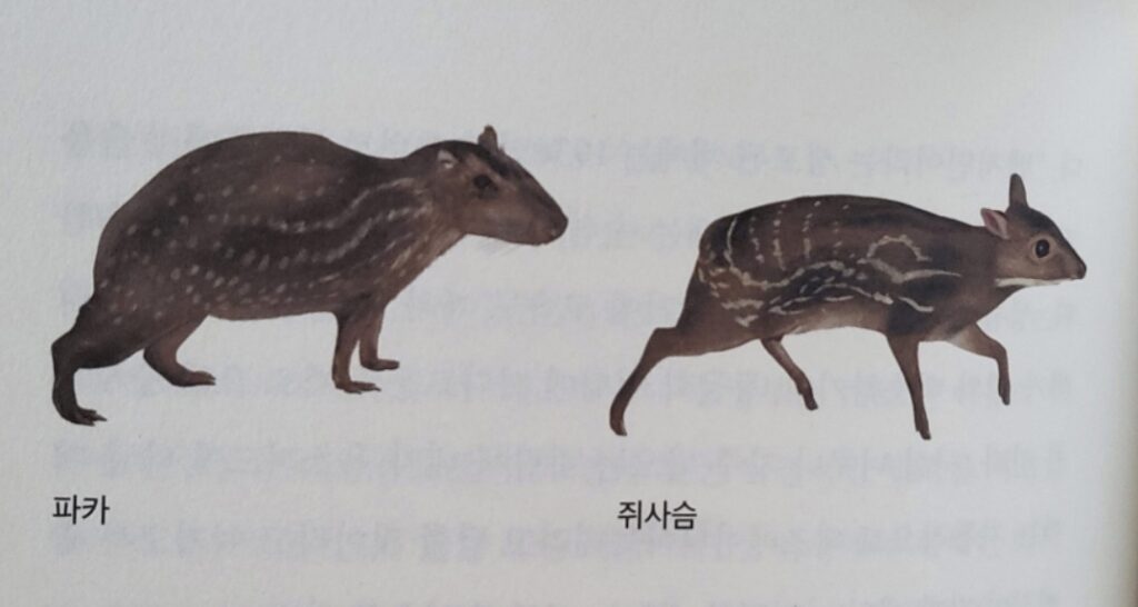 수렴진화의 모습을 보여주는 파카와 쥐사슴