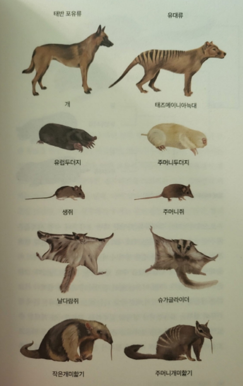 수렴진화의 모습을 보여주는 포류유와 유대류 동물들