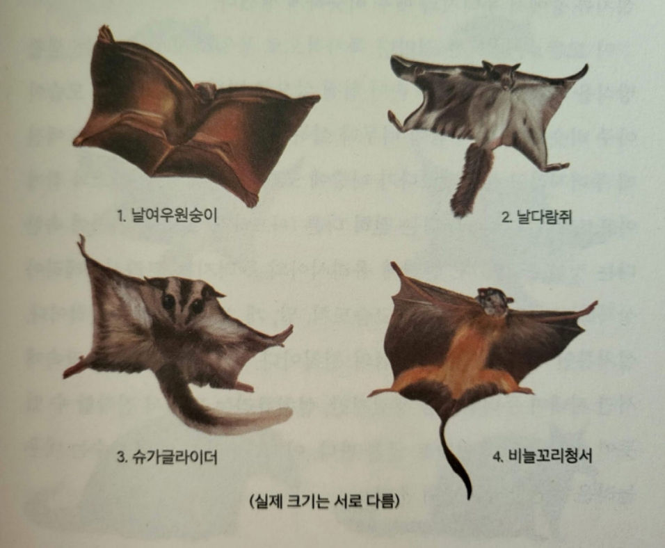 수렴진화한 활공동물들